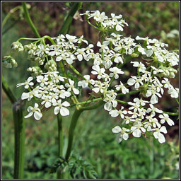 Cow Parsley, Anthriscus sylvestris, Pheirsil bh�
