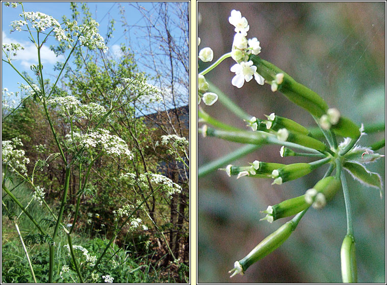 Cow Parsley, Anthriscus sylvestris, Pheirsil bh�