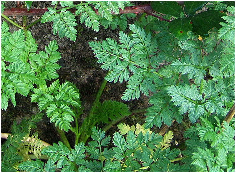 Cow Parsley, Anthriscus sylvestris, Pheirsil bh�