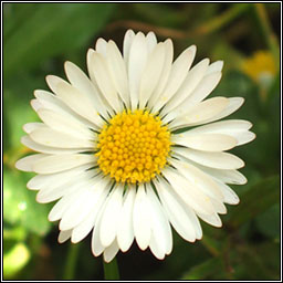 Daisy, Bellis perennis, No�n�n