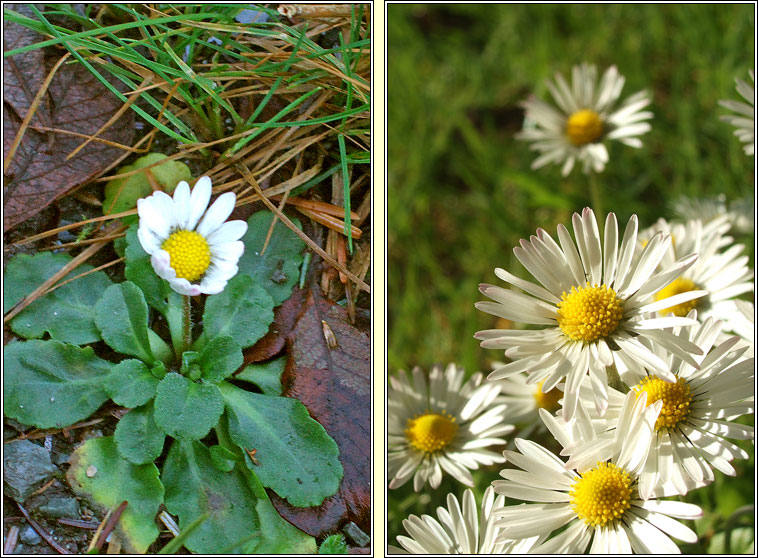 Daisy, Bellis perennis, No�n�n