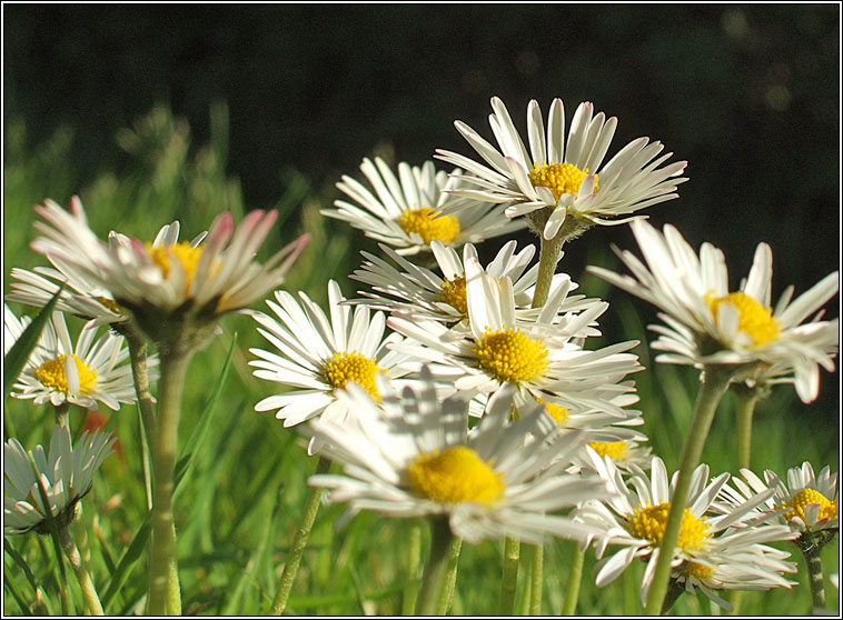 Daisy, Bellis perennis, No�n�n