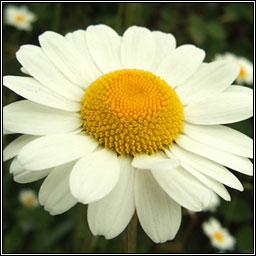 Ox-eye Daisy, Leucanthemum vulgare, No�n�n mor