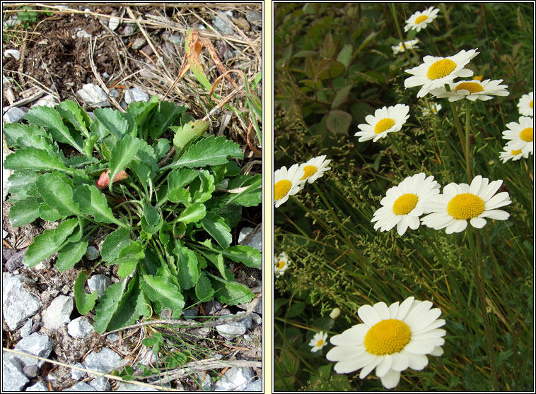 Ox-eye Daisy, Leucanthemum vulgare, No�n�n mor
