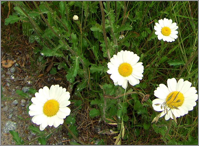 Ox-eye Daisy, Leucanthemum vulgare, No�n�n mor