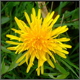 Dandelion, Taraxacum officinale, Caisearbh�n