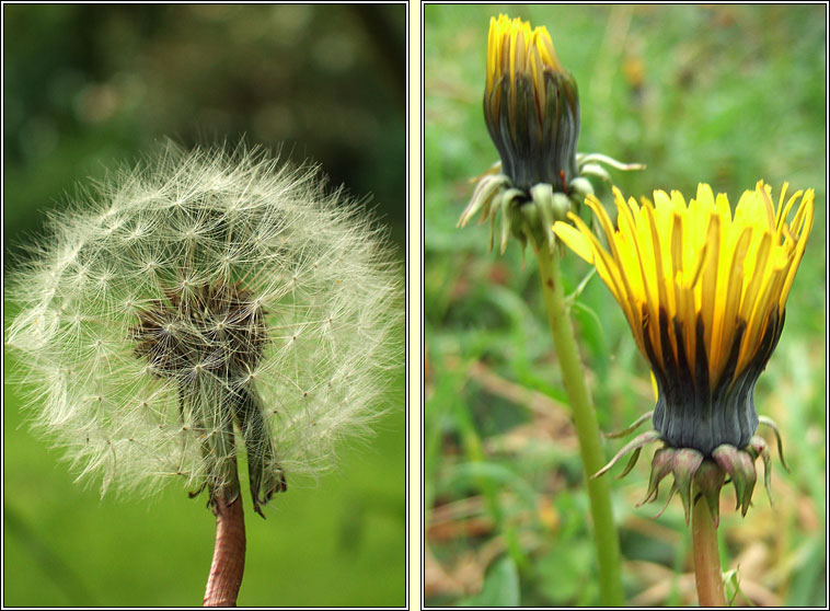 Dandelion, Taraxacum officinale, Caisearbh�n