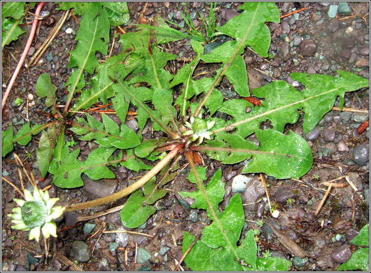 Dandelion, Taraxacum officinale, Caisearbh�n
