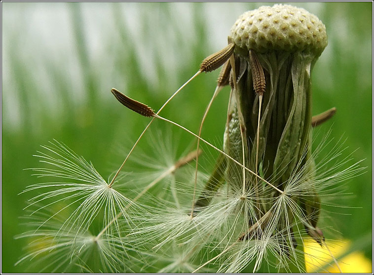 Dandelion, Taraxacum officinale, Caisearbh�n