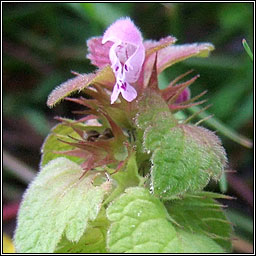Red Dead-nettle, Lamium purpureum, Neant�g chaoch dhearg