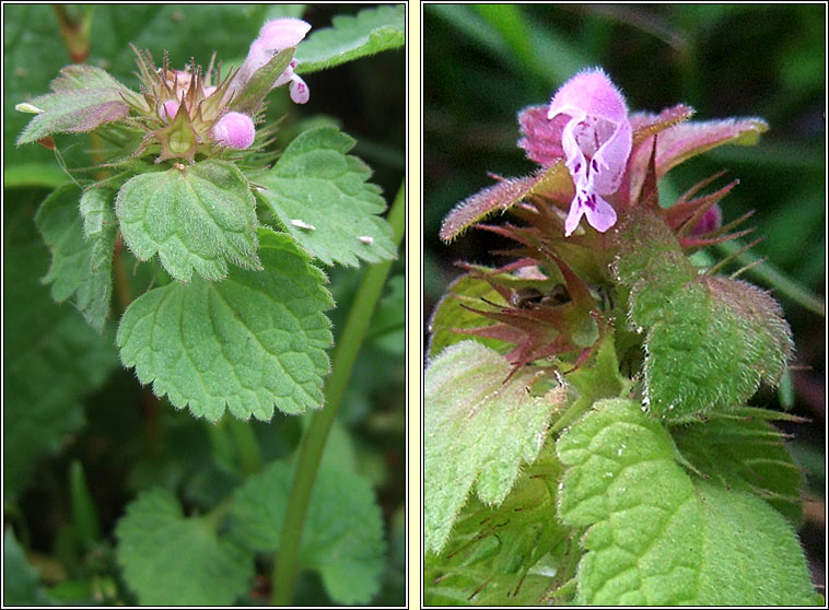 Red Dead-nettle, Lamium purpureum, Neant�g chaoch dhearg