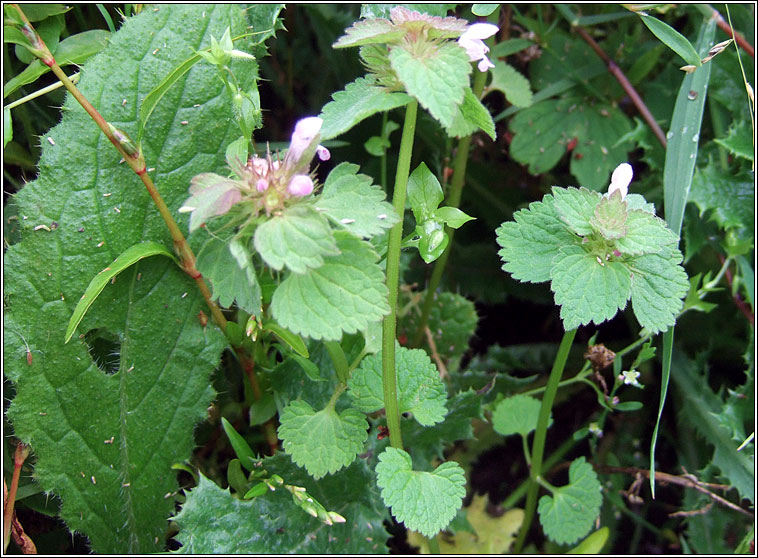 Red Dead-nettle, Lamium purpureum, Neant�g chaoch dhearg