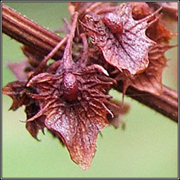 Broad-leaved Dock, Rumex obtusifolius, Cop�g shr�ide