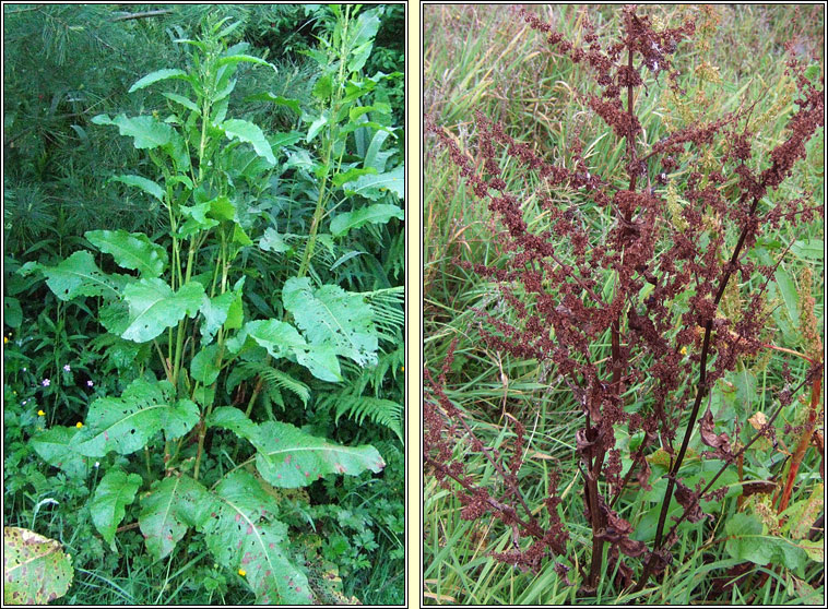 Broad-leaved Dock, Rumex obtusifolius, Cop�g shr�ide