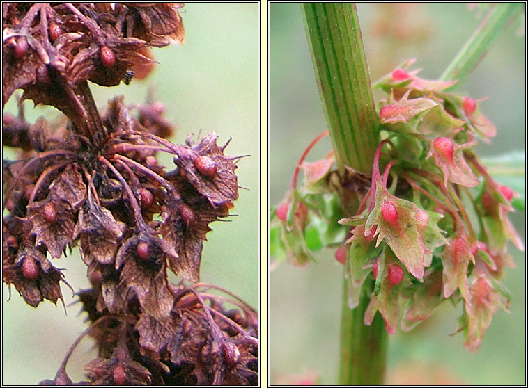 Broad-leaved Dock, Rumex obtusifolius, Cop�g shr�ide