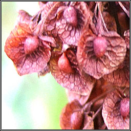 Curled Dock, Rumex crispus, Cop�g chatach