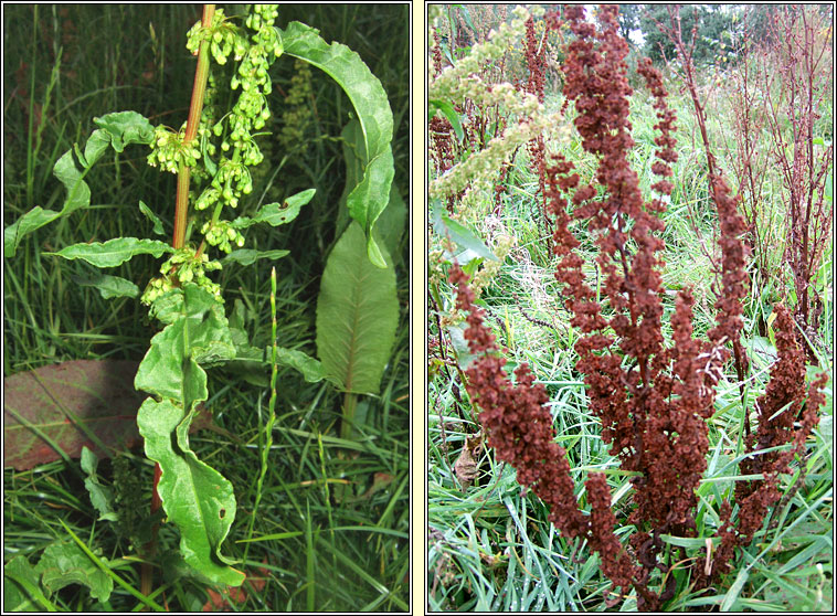 Curled Dock, Rumex crispus, Cop�g chatach