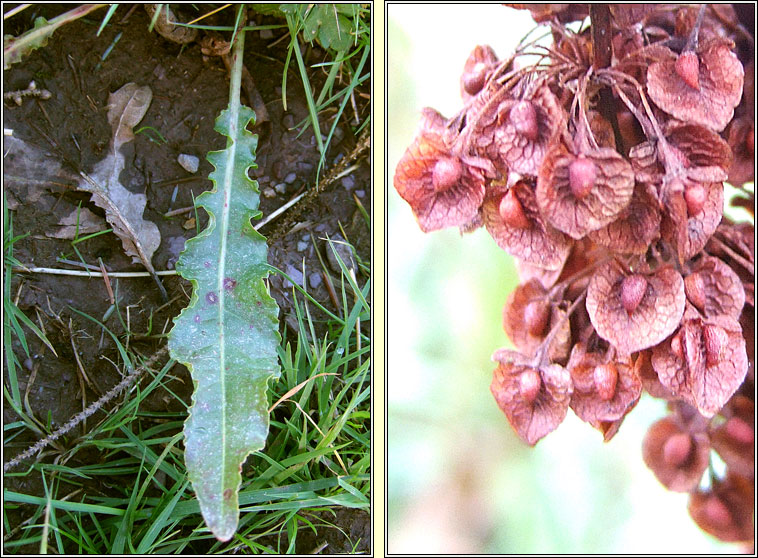 Curled Dock, Rumex crispus, Cop�g chatach