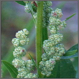 Fat Hen, Chenopodium album, Praiseach fhi�in