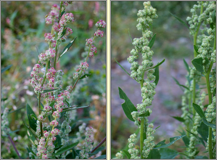Fat Hen, Chenopodium album, Praiseach fhi�in