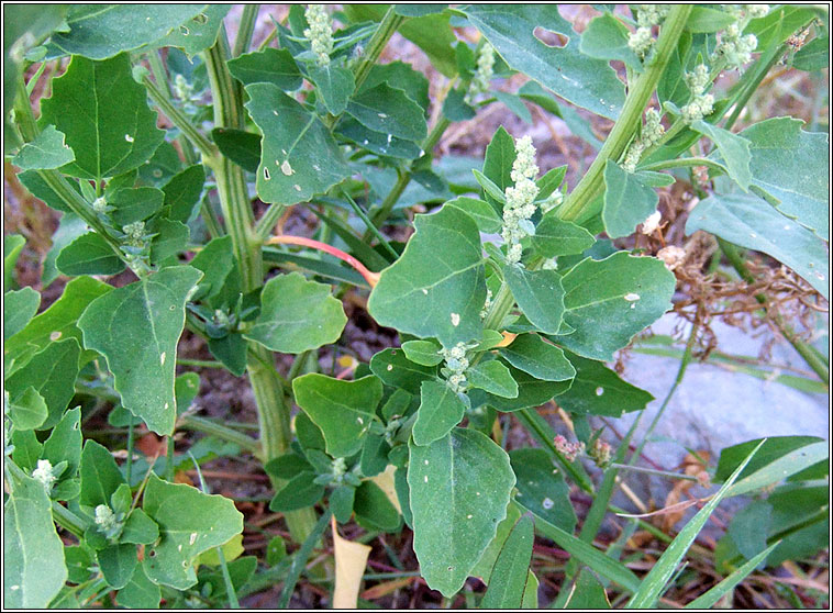 Fat Hen, Chenopodium album, Praiseach fhi�in