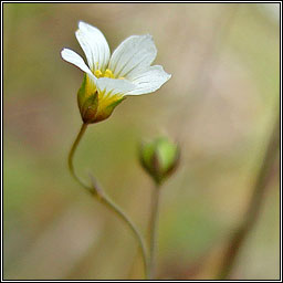 Fairy Flax, Linum catharticum, Lus na mban s�