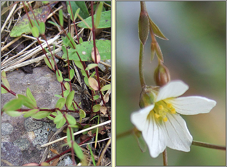 Fairy Flax, Linum catharticum, Lus na mban s�