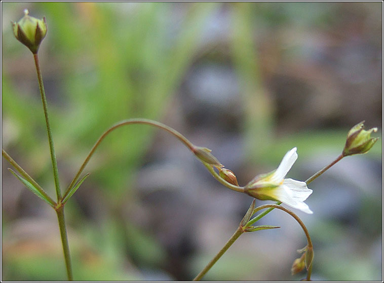 Fairy Flax, Linum catharticum, Lus na mban s�