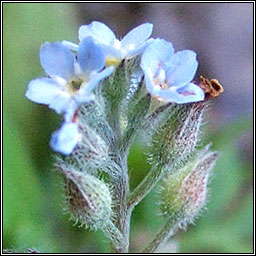 Field Forget-me-not, Myosotis arvensis, Lus m�onla giort