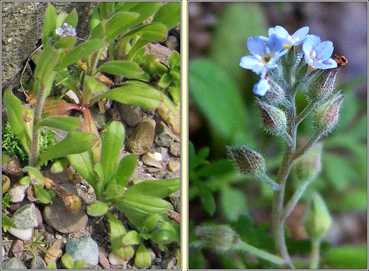 Field Forget-me-not, Myosotis arvensis, Lus m�onla giort
