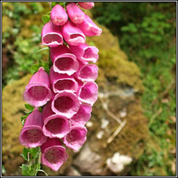 Foxglove, Digitalis purpurea, Lus m�r