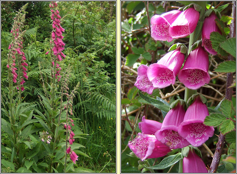 Foxglove, Digitalis purpurea, Lus m�r