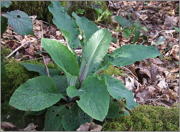 Foxglove, Digitalis purpurea, Lus m�r