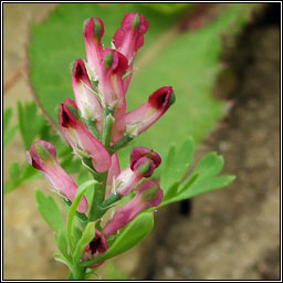 Fumitory, Fumaria officinalis, Cam�n searraigh d�ge