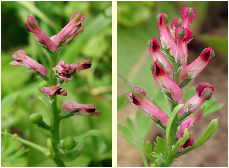 Fumitory, Fumaria officinalis, Cam�n searraigh d�ge