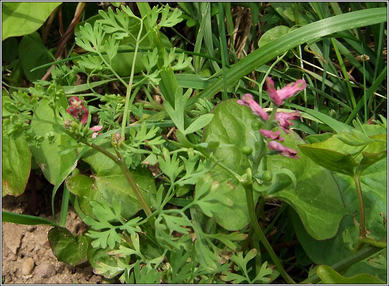 Fumitory, Fumaria officinalis, Cam�n searraigh d�ge