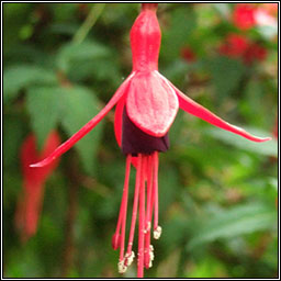 Fuchsia, Fuchsia magellanica, Fi�ise