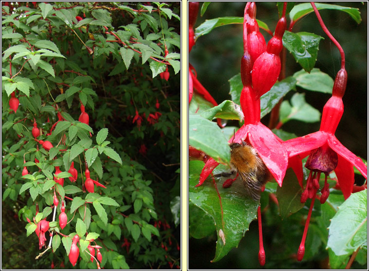 Fuchsia, Fuchsia magellanica, Fi�ise