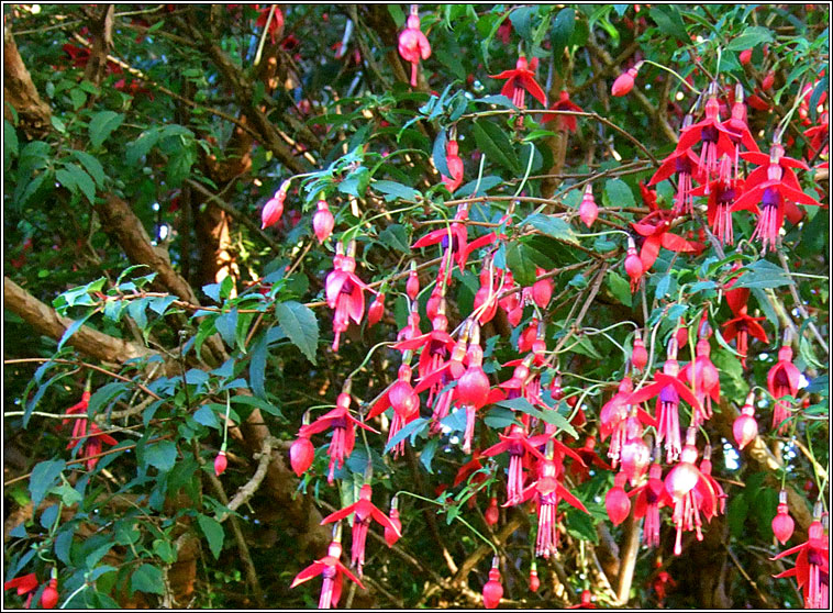 Fuchsia, Fuchsia magellanica, Fi�ise