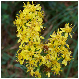 Goldenrod, Solidago virgaurea, Slat �ir