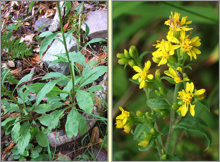 Goldenrod, Solidago virgaurea, Slat �ir