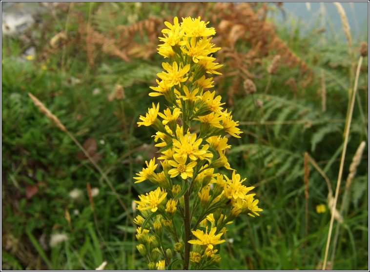 Goldenrod, Solidago virgaurea, Slat �ir