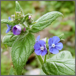 Green Alkanet, Pentaglottis sempervirens, Boglas sp�inneach