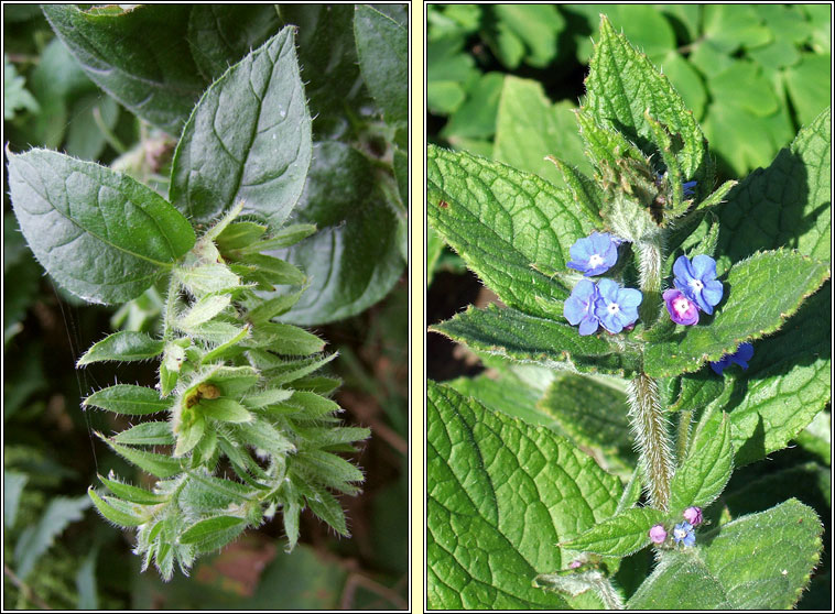 Green Alkanet, Pentaglottis sempervirens, Boglas sp�inneach