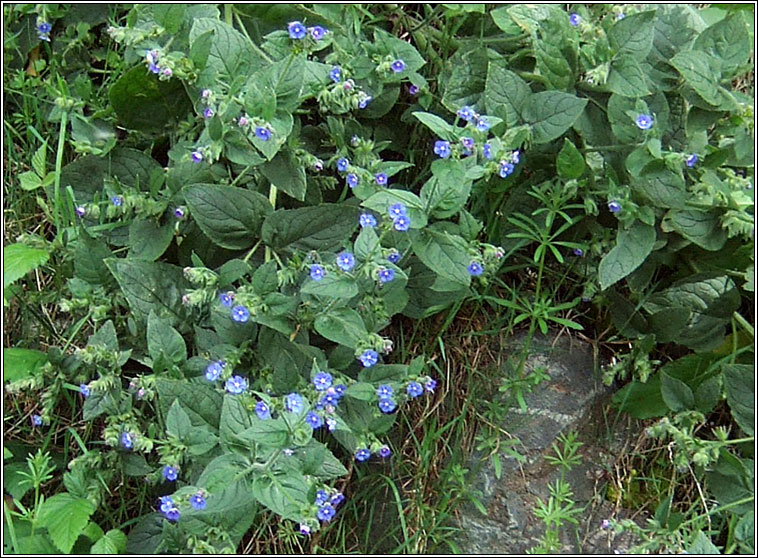 Green Alkanet, Pentaglottis sempervirens, Boglas sp�inneach