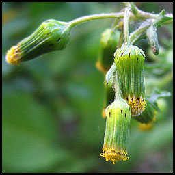 Groundsel, Senecio vulgaris, Gr�nlas
