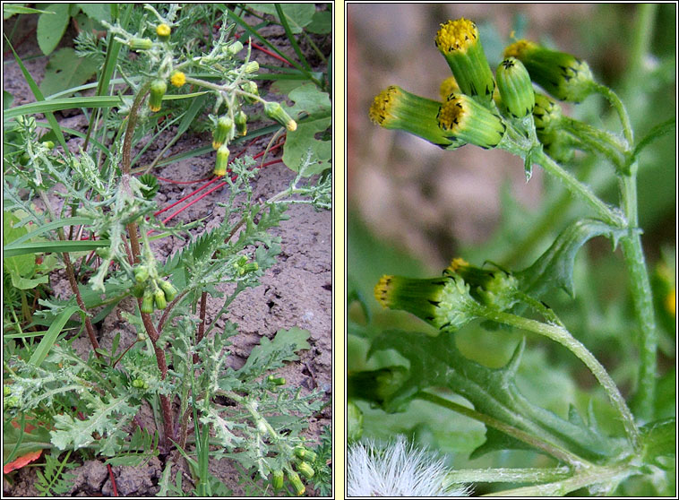 Groundsel, Senecio vulgaris, Gr�nlas