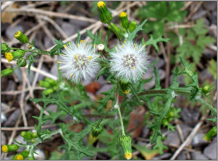 Groundsel, Senecio vulgaris, Gr�nlas