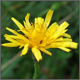 Autumn Hawkbit, Leontodon autumnalis, Caisearrbh�n caol dearg