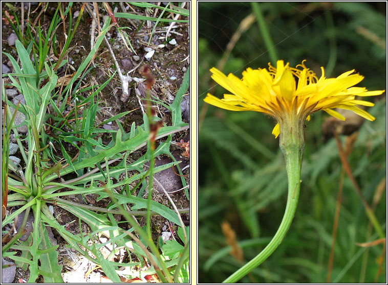 Autumn Hawkbit, Leontodon autumnalis, Caisearrbh�n caol dearg